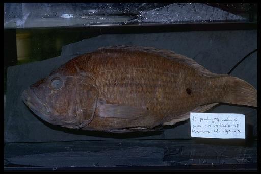 Haplochromis pachycephalus Greenwood, 1967 - Haplochromis pachycephalus; 1966.2.21.9