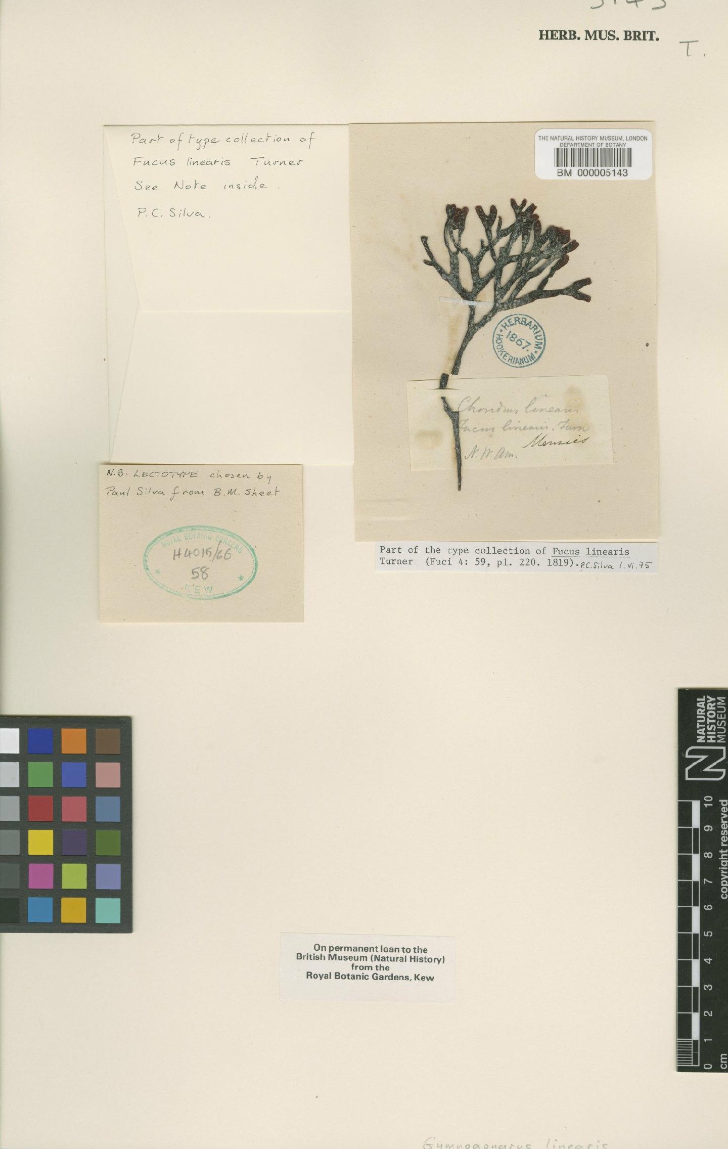 To NHMUK collection (Gymnogongrus linearis (Agardh) Agardh; Lectotype; NHMUK:ecatalogue:436053)