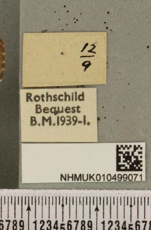 Colocasia coryli (Linnaeus, 1758) - NHMUK_010499071_a_label_556914