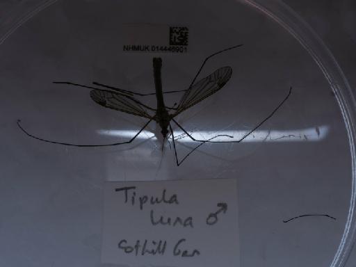 Tipula (Acutipula) luna Westhoff, 1879 - 014446901_2