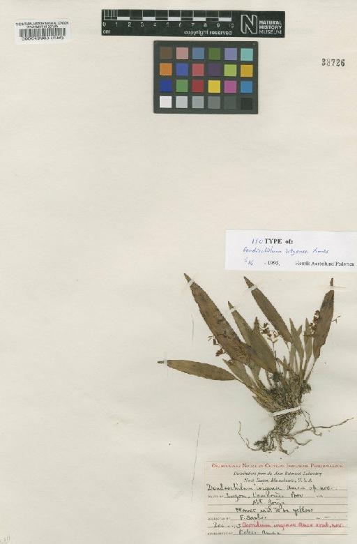 Dendrochilum graminifolium (Ames) Pfitzer - BM000048963