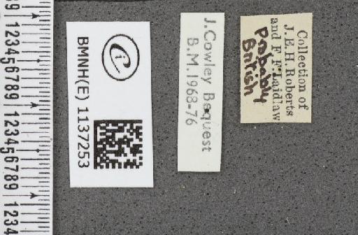 Neozephyrus quercus (Linnaeus, 1758) - BMNHE_1137253_label_94689