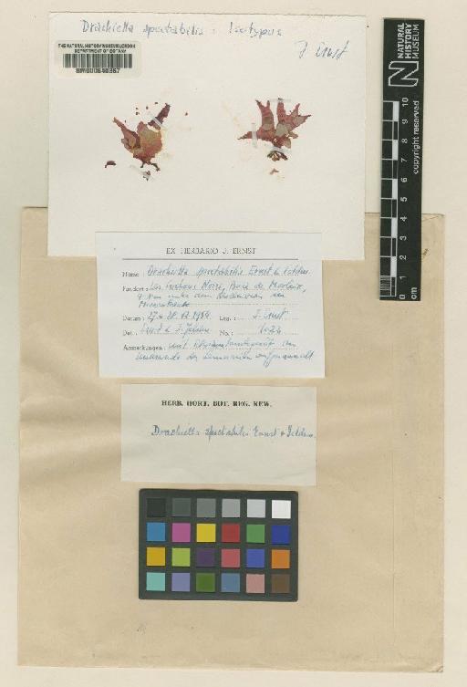 Drachiella spectabilis J.Ernst & Feldmann - BM000640367