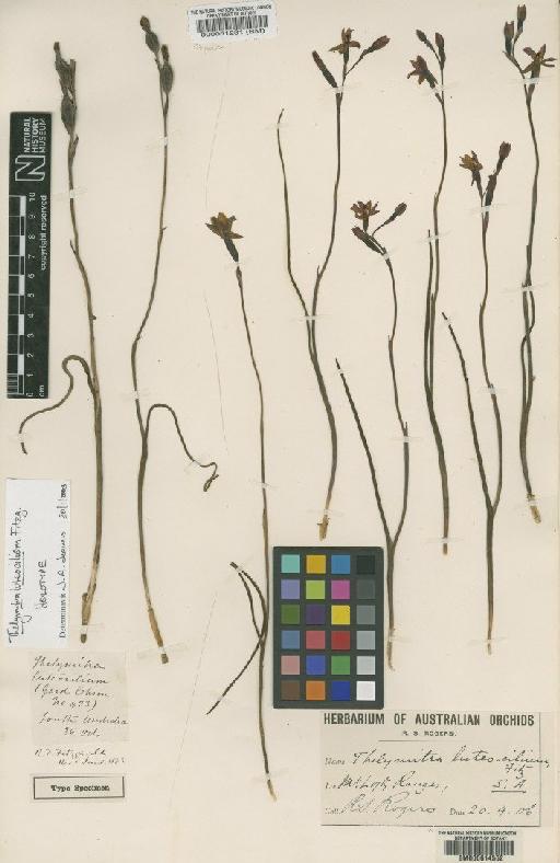 Thelymitra luteocilium Fitzg. - BM000051231