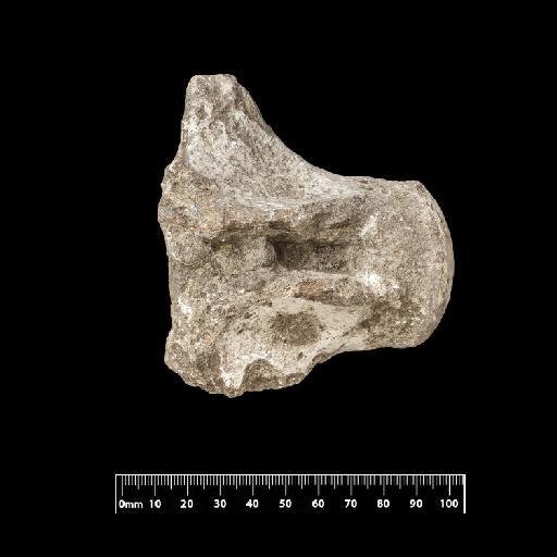 Liodon perlatus - NHM-UK_PV_OR_40984a.1