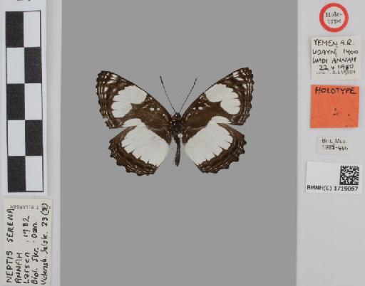 Neptis serena Overlaet - BMNH(E)#1719067_Neptis_serena_annah_Larsen_holotype_male_labels