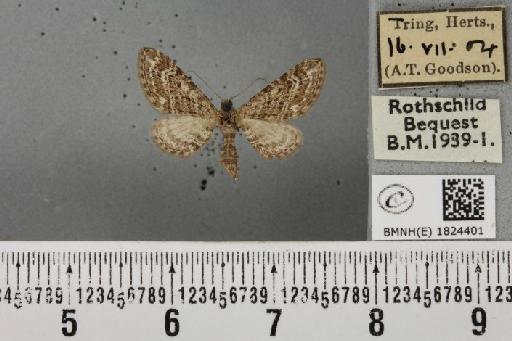 Eupithecia nanata (Hübner, 1813) - BMNHE_1824401_387155