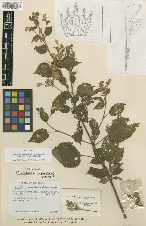 Microtoena nepalensis Stearn - BM000521969