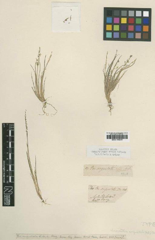 Puccinellia angustata (R.Br.) E.L.Rand & Redfield - BM001042236