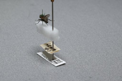 Sarcophaga (Myorhina) nigriventris Meigen, 1826 - 015092177_additional_2