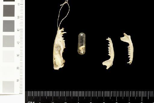 Didelphys (Peramys) scalops Thomas, 1888 - 1851.8.30.10_Skull_Lateral