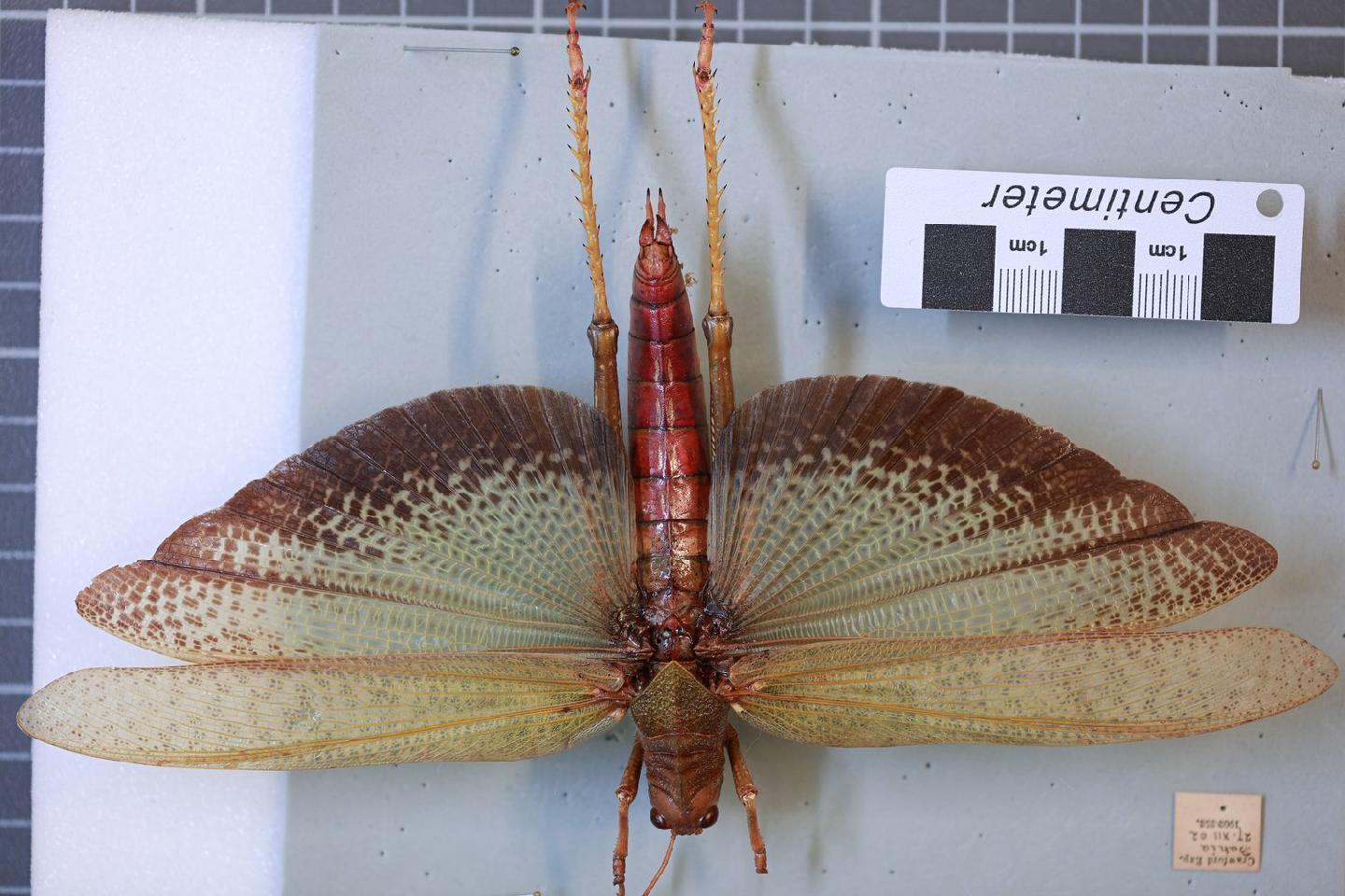 Tropidacris collaris thumbnail