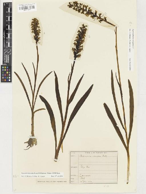 Gymnadenia borealis (Druce) R.M.Bateman, Pridgeon & M.W.Chase - BM001116837