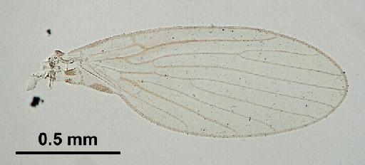 Trichomyia complexa Duckhouse, 1965 - Trichomyia_complexa-010210266-wing-64_0x-scale