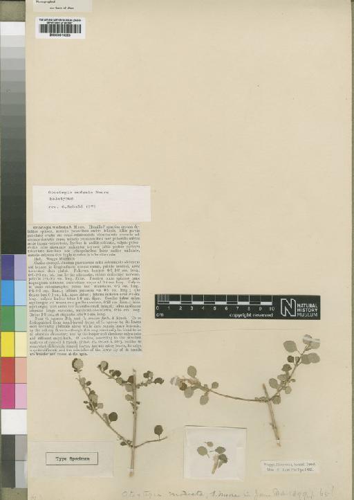 Otostegia modesta Moore - BM000910283