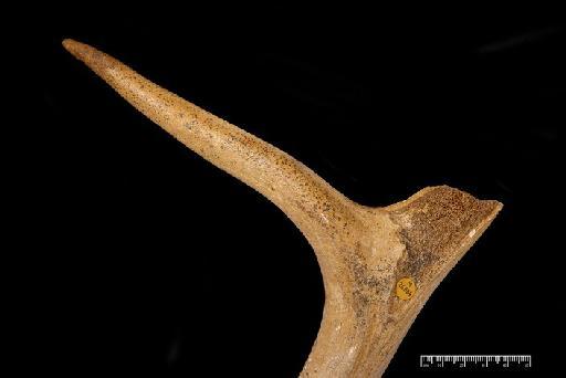 Dama Frisch, 1775 - M26884_3 Dama dama clactonia Swanscombe Left shed antler