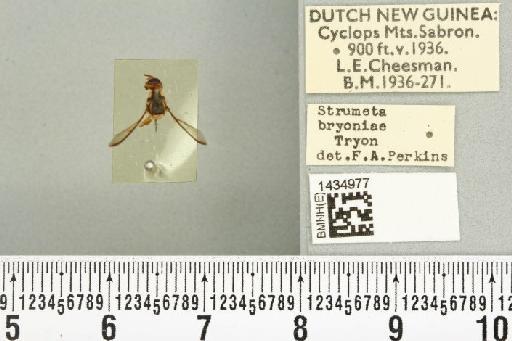 Bactrocera (Bactrocera) bryoniae (Tryon, 1927) - BMNHE_1434977_28443