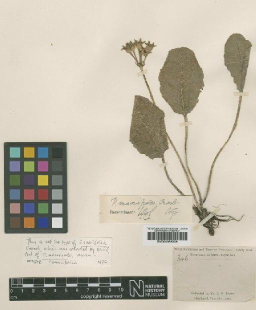 Primula ovalifolia Franch. - BM000996806