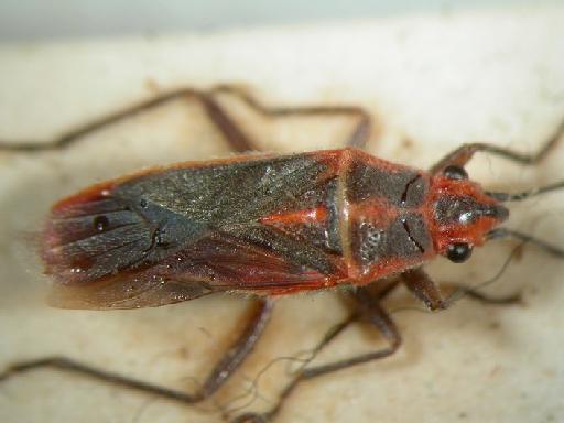 Arocatus sericans Stål - Hemiptera: Arocatus Ser