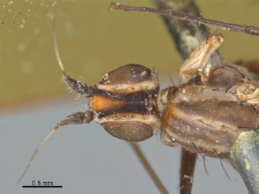 Calobata apicalis Walker & Walker, 1849 - Calobata apicalis NHMUK010240947 holotype female head dorsal