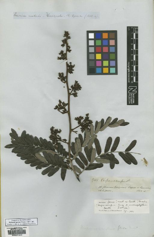Drepanocarpus G.Mey. - BM000778404