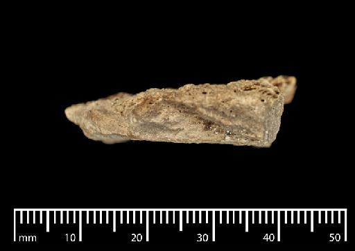 Macrauchenia patachonica Owen, 1840 - NHMUK PV M 43402 AD (5).tif