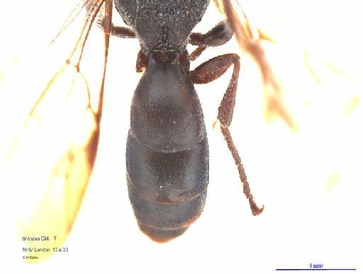 Hylaeus tinctulus Cockerell, 1932 - Hylaeus tinctulus Cockerell 969528 type male tergite1 1x2,5