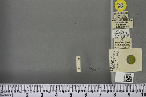 Melanagromyza bidentis Spencer, 1966 - BMNHE_1469743_45101