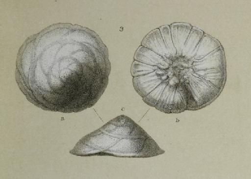 Discorbina patelliformis Brady, 1884 - ZF1408_88_3_Glabratella_patelliformis.jpg