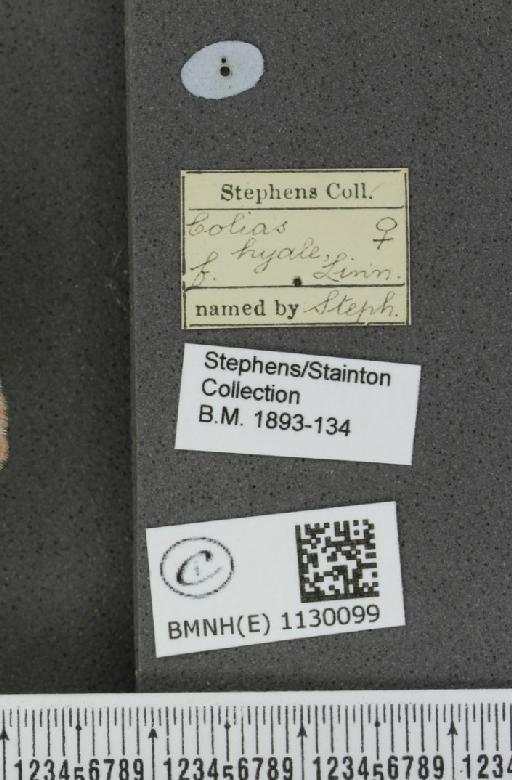 Colias hyale (Linnaeus, 1758) - BMNHE_1130099_label_87271