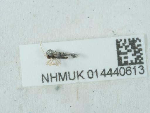 Stephanitis (Stephanitis) takeyai Drake & Maa, 1955 - 014440613_1