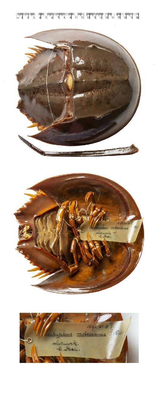 Tachypleus gigas (O. F. Müller, 1785) - Tachy._ moluccanus–NHMUK013739741–dorsal_ventral _habitus_label