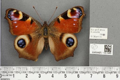 Aglais io (Linnaeus, 1758) - BMNHE_1061685_a_22330