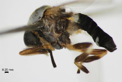 Simulium (Trichodagmia) ibericum species group Albellum Crosskey & Gracio, 1985 - 010849071_S_ibericum_Male_Lateral view