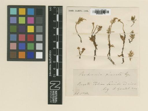 Philonotis scabriflolia (Hook.f. & Wilson) Braithw. - BM000960178_a