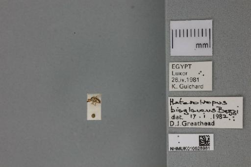 Heterotropus bisglaucus Bezzi, 1925 - 010628981_Heterotropus_bisglaucus_Dorsal_habitus_with_labels_Nontype