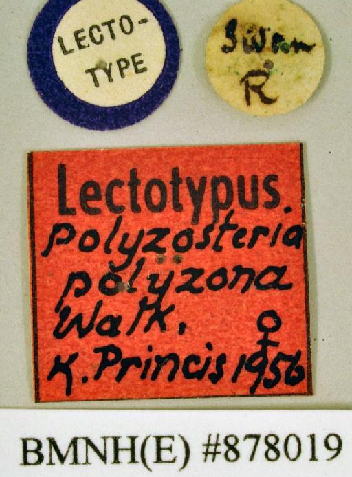 Polyzosteria polyzona Walker, 1868 - Polyzosteria polyzona Walker, F, 1868, female, lectotype, labels. Photographer: Heidi Hopkins. BMNH(E)#878019