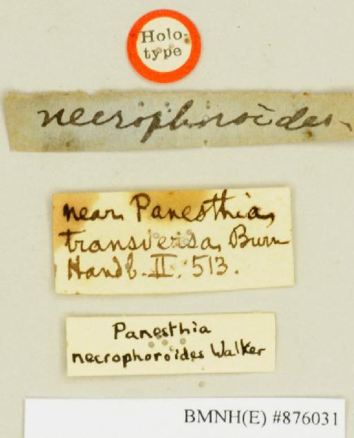 Panesthia necrophoroides Walker, 1868 - Panesthia necrophoroides Walker, F, 1868, female, holotype, labels. Photographer: Edward Baker. BMNH(E)#876031
