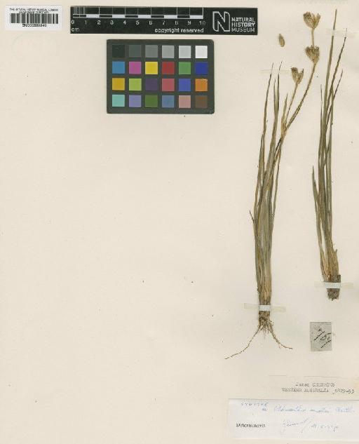 Orthrosanthus muelleri Benth. - BM000990540