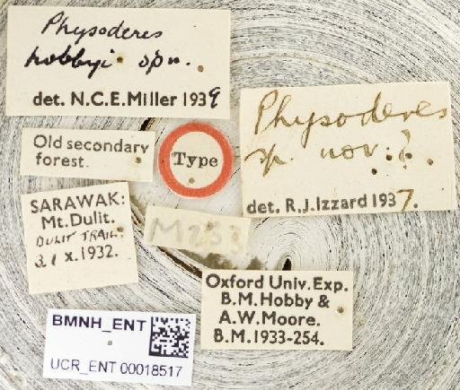 Physoderes hobbyi Miller, N.C.E., 1940 - Physoderes hobbyi-BMNH(E)1706237-Holotype male labels UCR_ENT 00018517