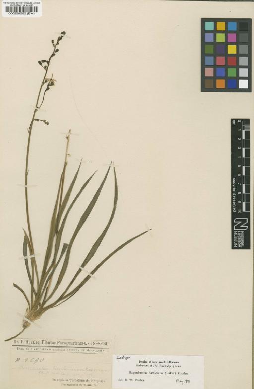 Hagenbachia hassleriana (Baker) Cruden - BM000526552