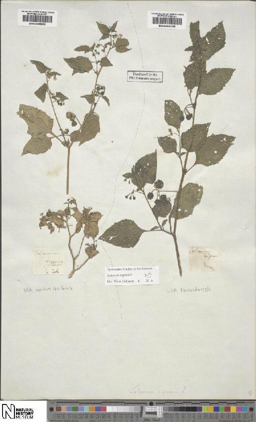Solanum nigrum L. - BM000846289
