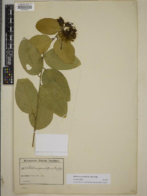 Ritchiea grandiflora (Pax) Gilg - BM000802373