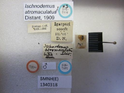 Ischnodemus atromaculatus Distant, 1909 - Ischnodemus atromaculatus-BMNH(E)1340318-Syntype male dorsal & labels