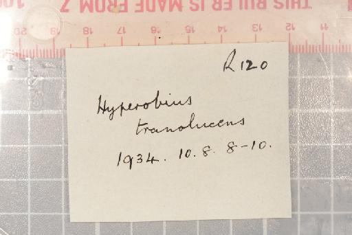 Hyperolius pusillus (Cope, 1862) - 1947.2.11.29-pic6