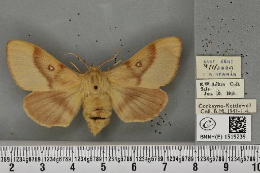 Lasiocampa trifolii flava Chalmers-Hunt, 1962 - BMNHE_1519239_192617