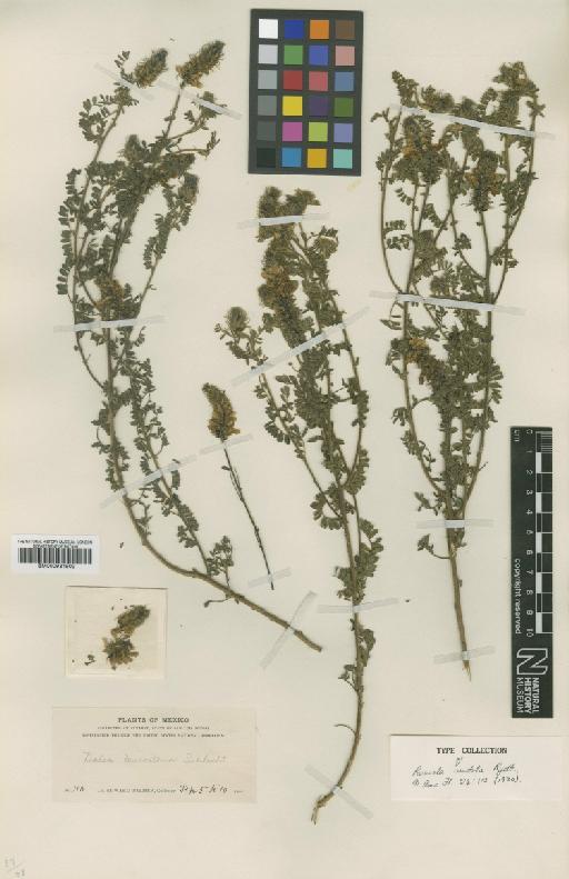 Dalea lutea var. lutea (Cav.) Willd. - BM000931502