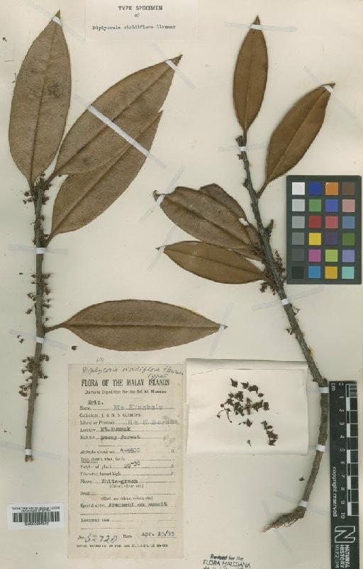 Diplycosia viridiflora Sleumer - BM000996542