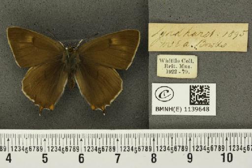 Thecla betulae (Linnaeus, 1758) - BMNHE_1139648_95625