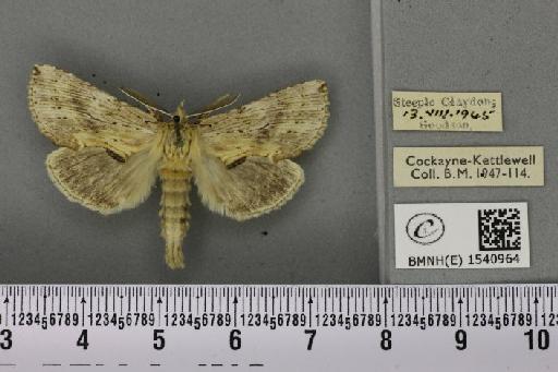 Pterostoma palpina palpina (Clerck, 1759) - BMNHE_1540964_246585